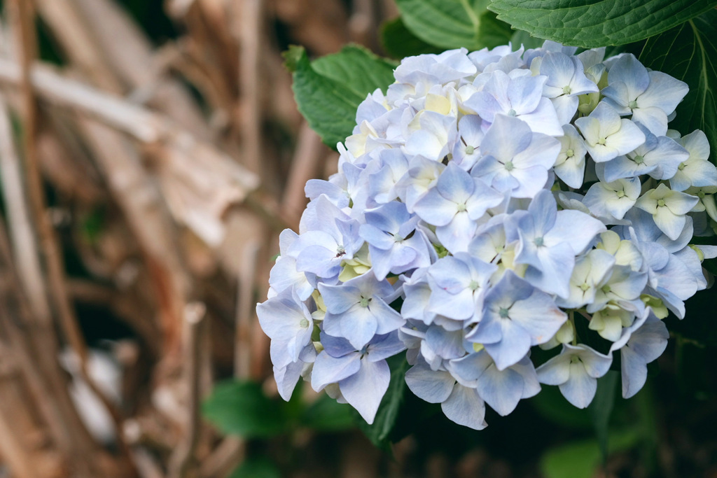 紫陽花