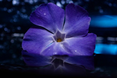 ツルニチニチソウ ツルニチニチソウ