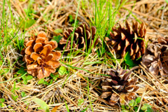 秋の残り 秋の残り