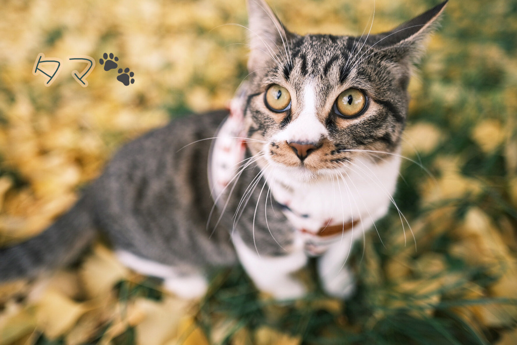 秋の終わり頃に