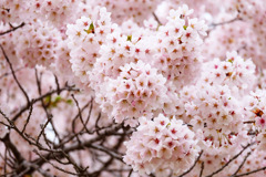 きれいだミャ きれいだミャ