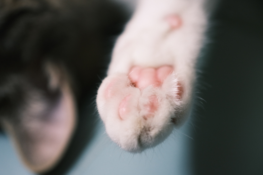 誰の手にゃにょだ