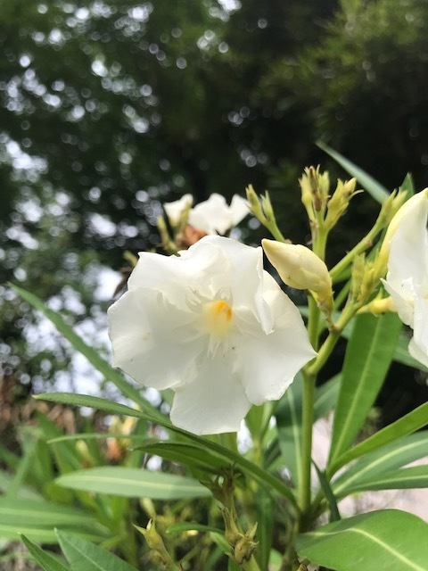 20200628散歩中に②