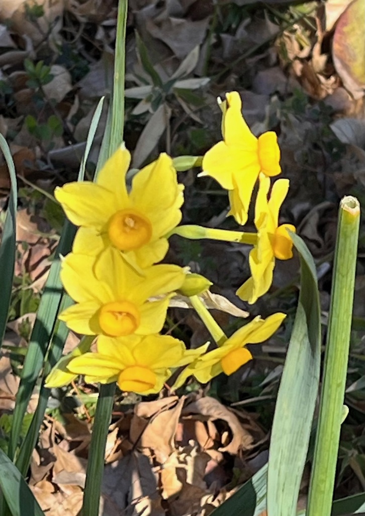20250206散歩の花