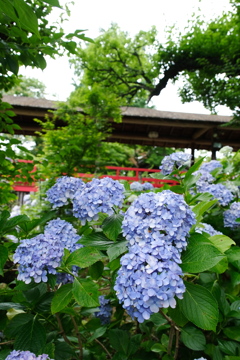 2025062本土寺