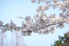 20250405近所の公園