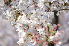 大堀川公園2
