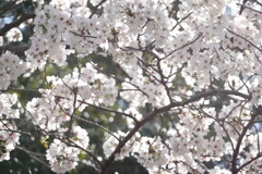 20250405近所の公園