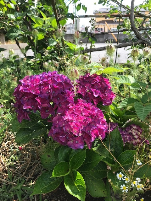 20200611散歩中に④