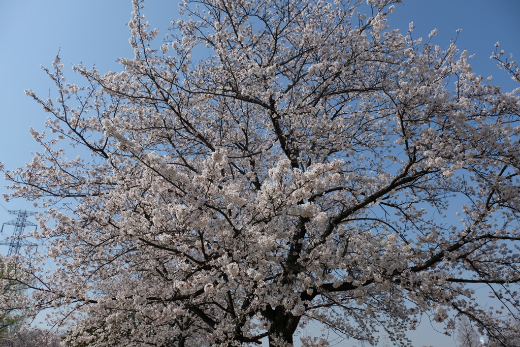 20200326柏の桜⑤