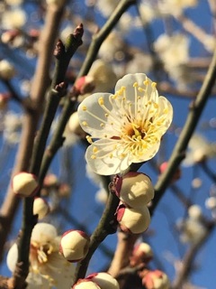 春の予感②