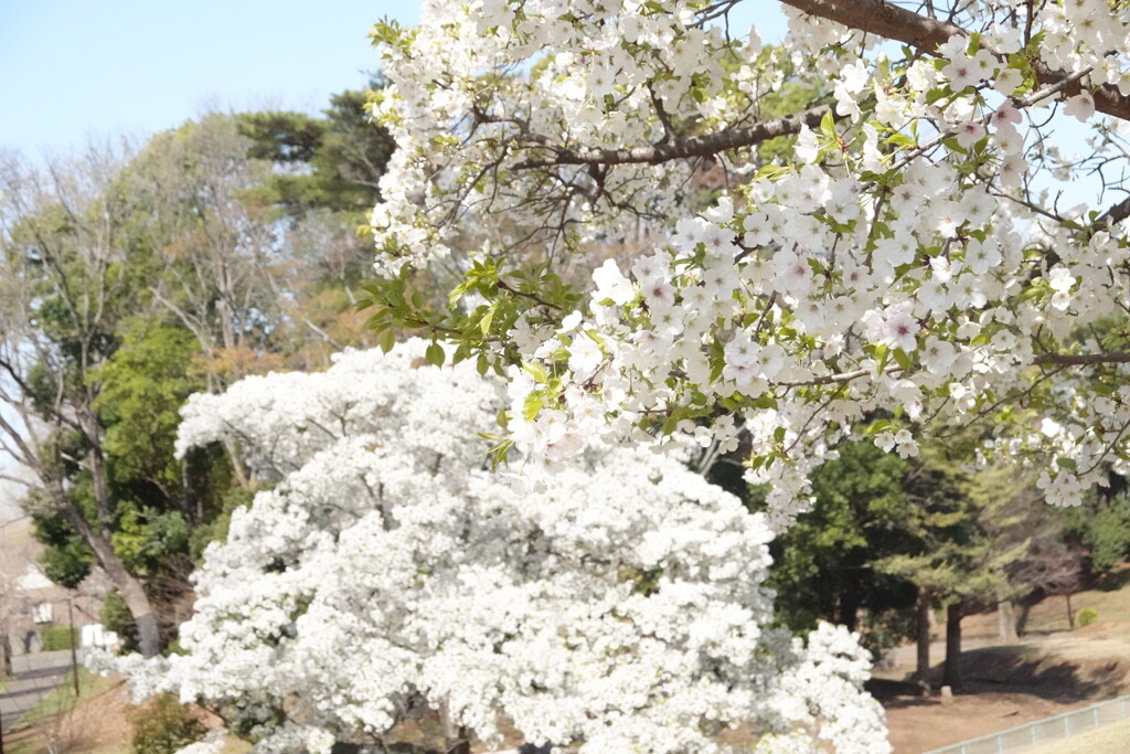 20250405近所の公園