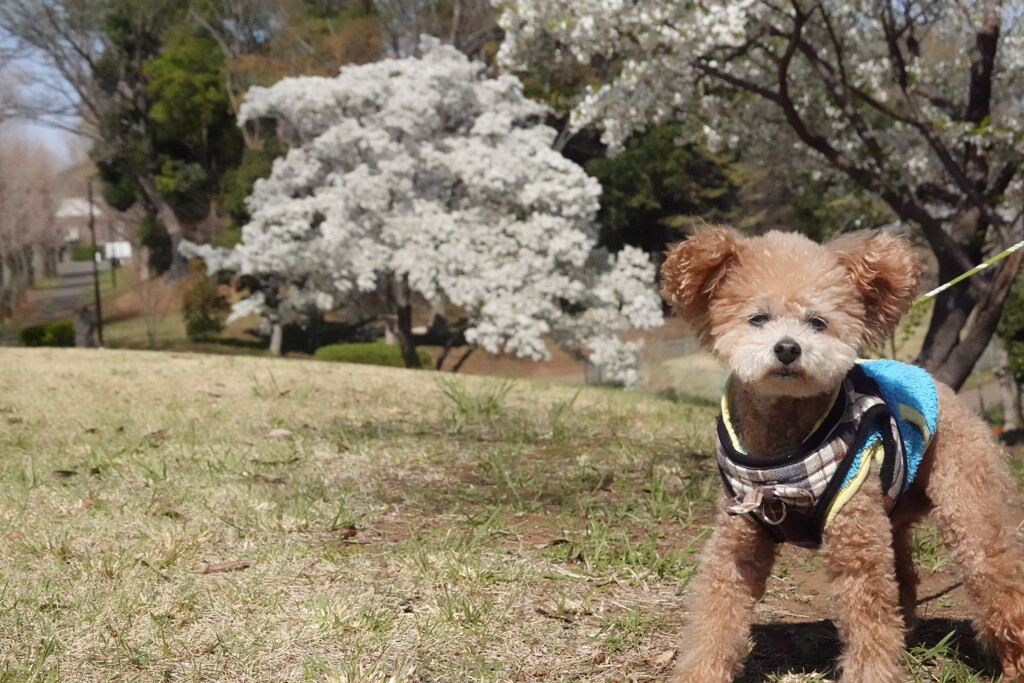 20250405近所の公園
