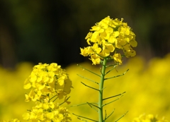 20200311我孫子菜の花