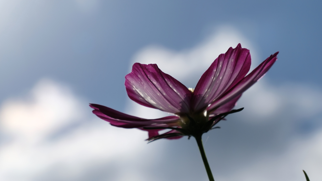 DSCF5684