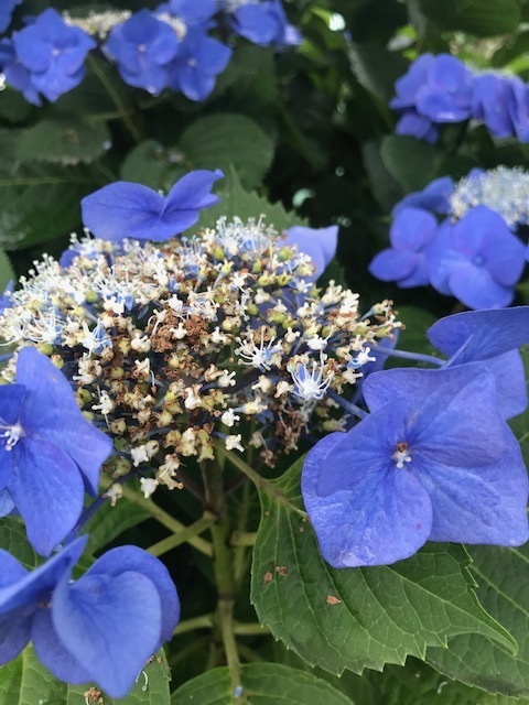 20200625散歩の途中①