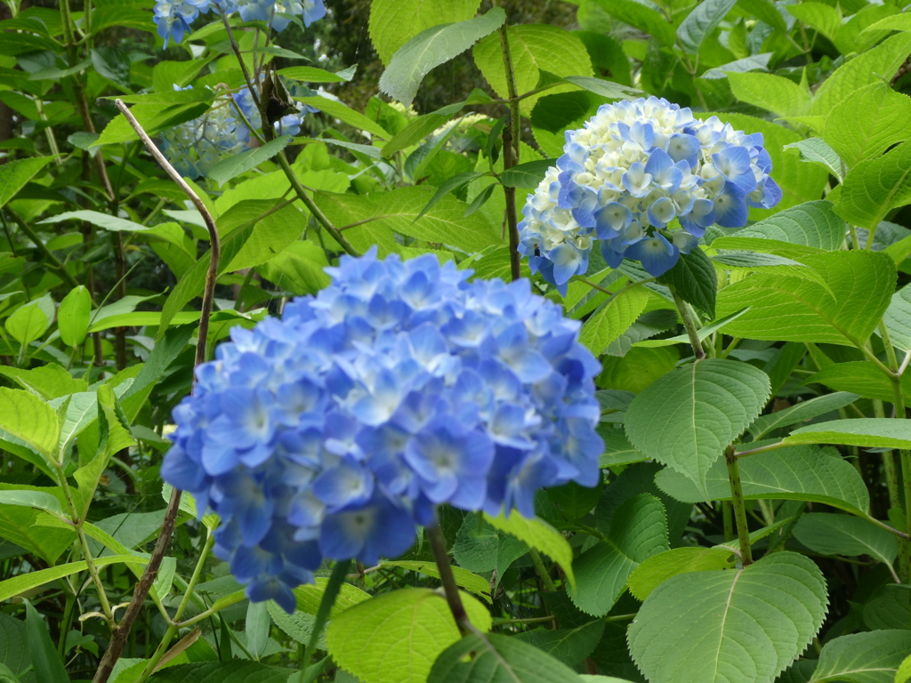 P1000218