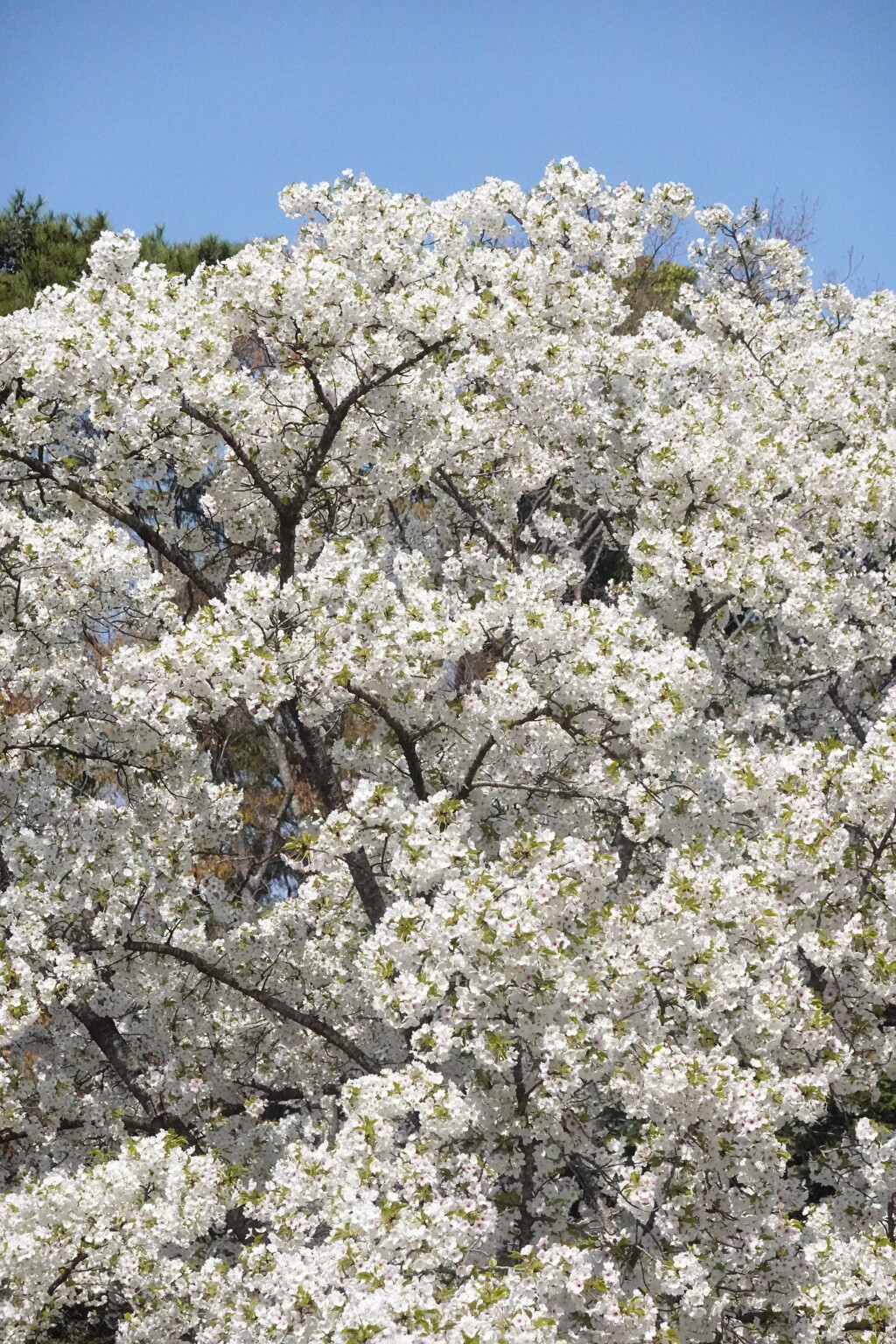 20250405近所の公園
