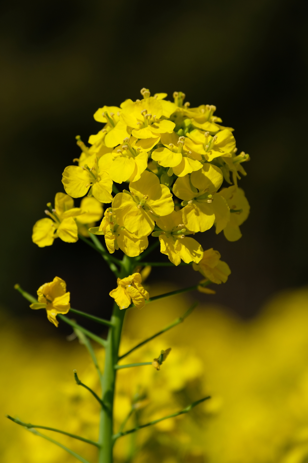 20200311我孫子菜の花
