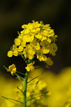 20200311我孫子菜の花