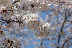 20200326柏の桜①