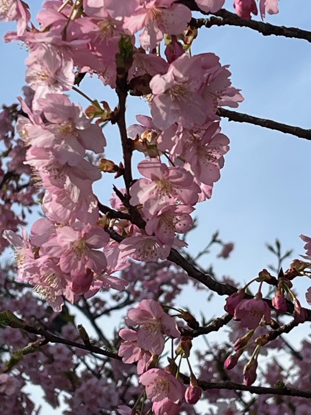 20250319河津桜