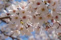 20200326柏の桜④