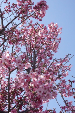 20220324山桜②