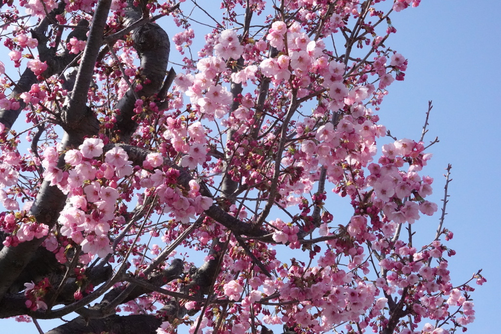 20220324山桜
