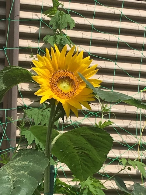 20200712散歩中に③