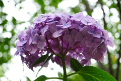 2025062本土寺