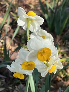 20250206散歩の花