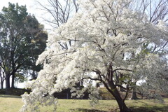 20250405近所の公園
