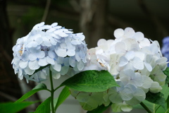 2025062本土寺