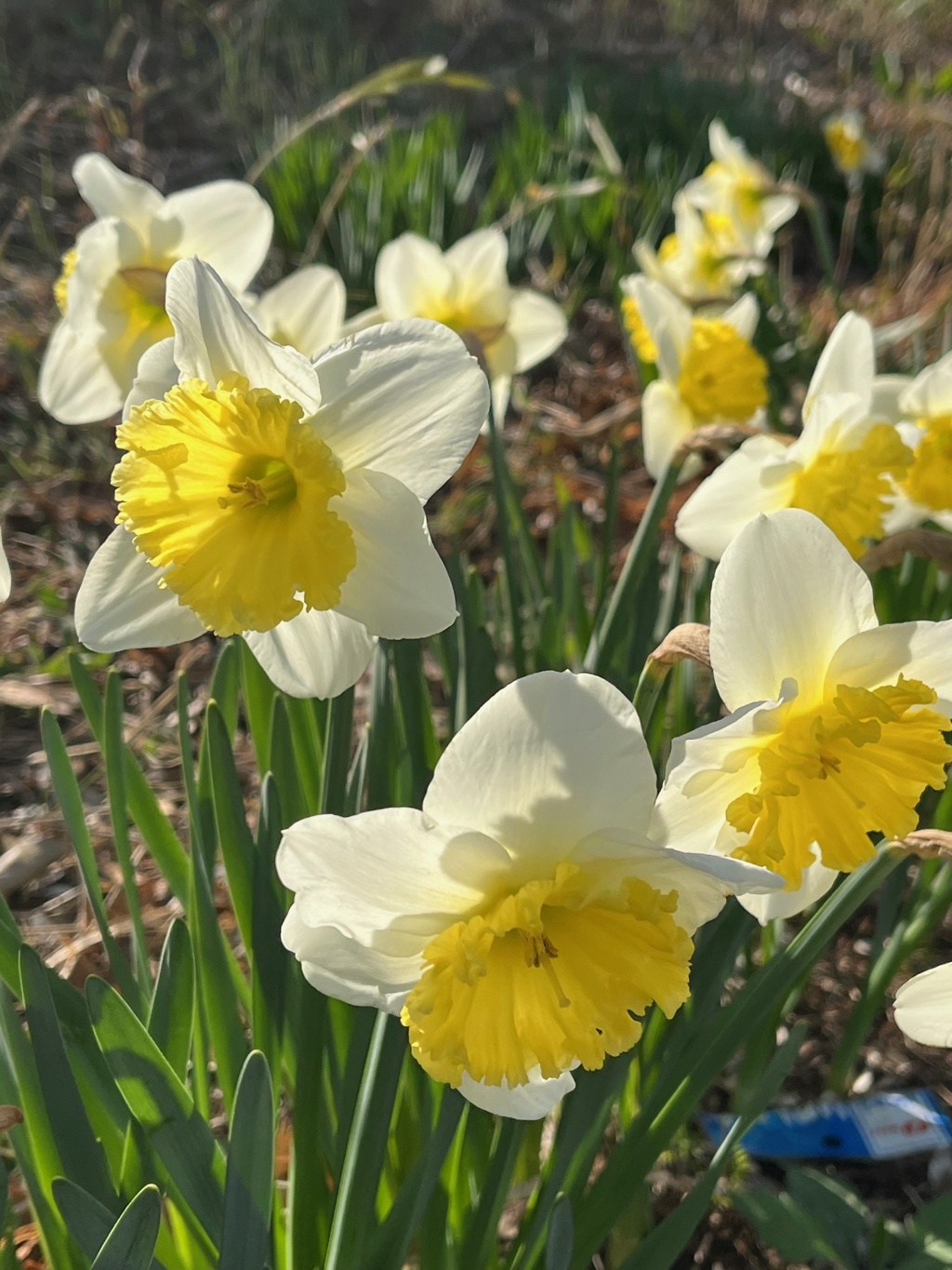 I20250315散歩の花