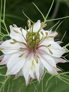 20250601散歩の花