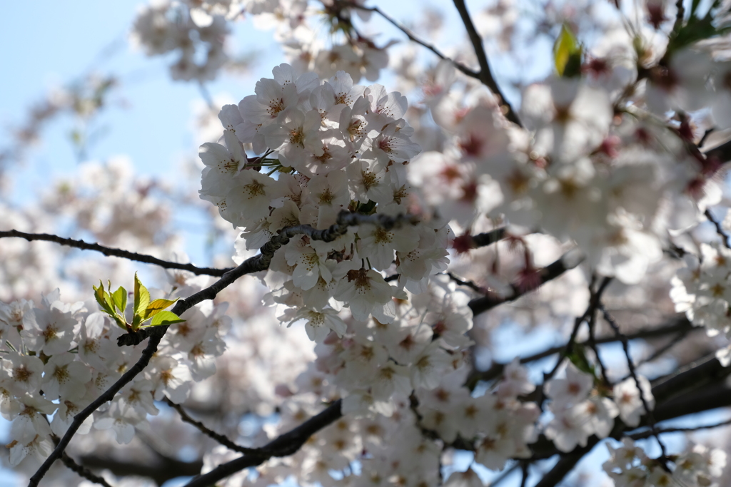 大堀川公園