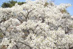 20250405近所の公園