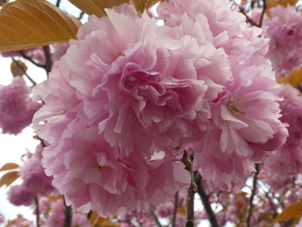 20200417八重桜2