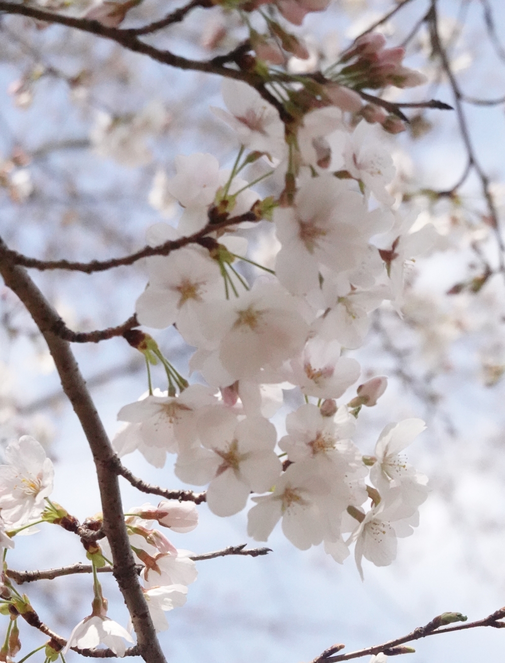 20250327公園の桜