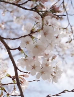 20250327公園の桜