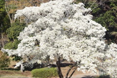 20250405近所の公園