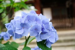 2025062本土寺