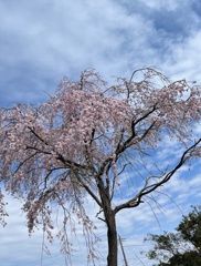 20250331近所のしだれ桜