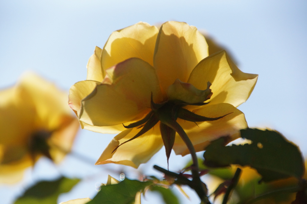 20130406神代植物公園