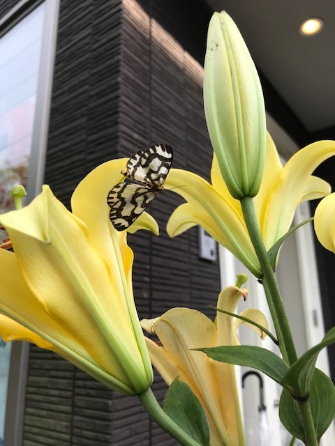 20200628散歩中に④