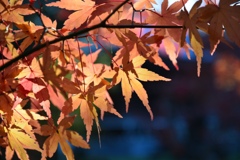 紅葉