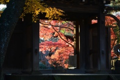 紅葉