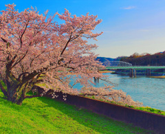 桜