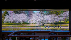 桜屏風